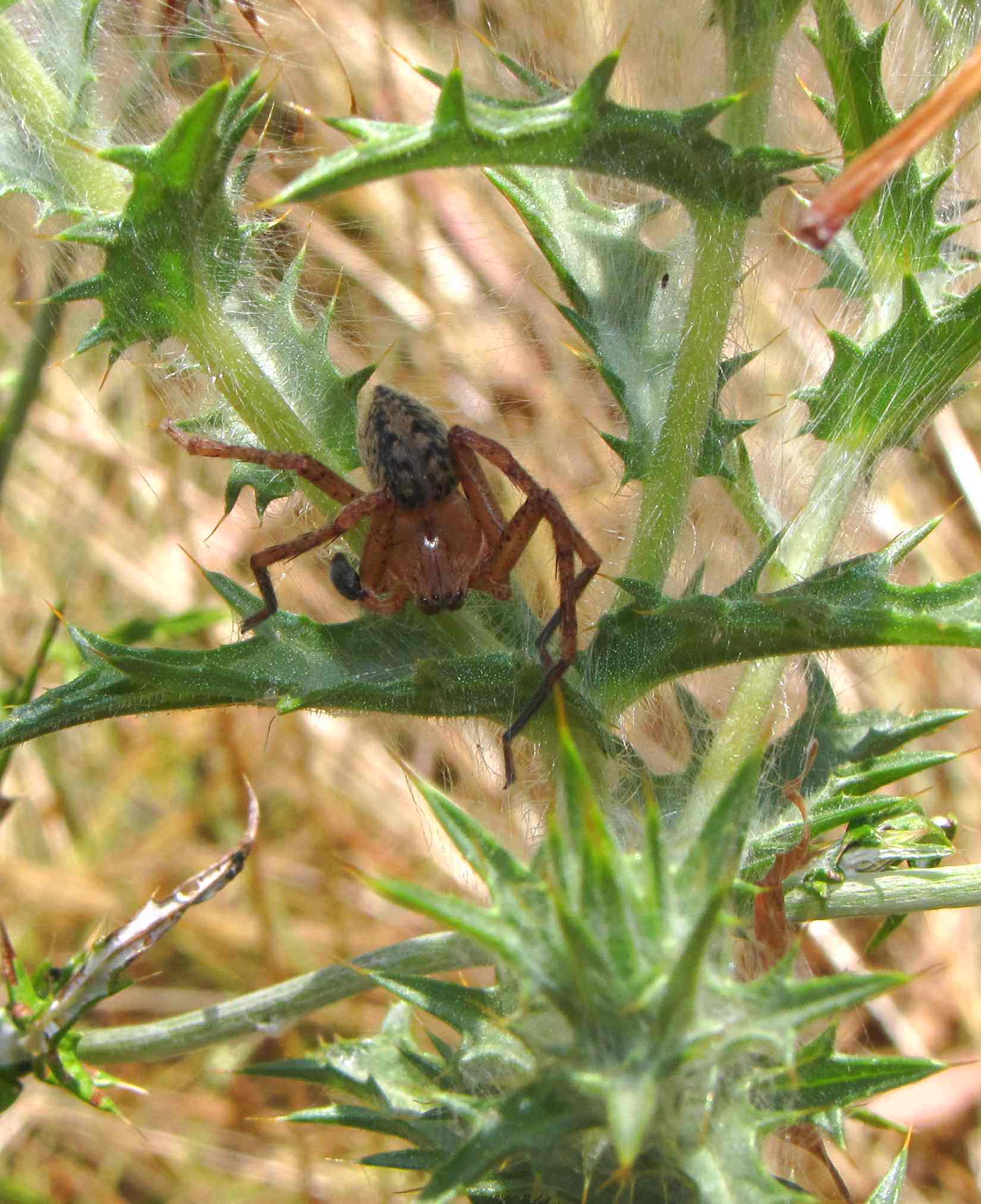 Olios argelasius